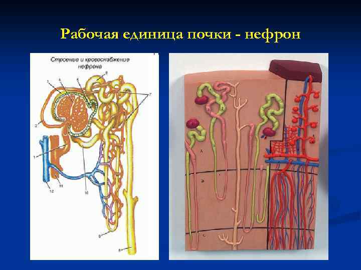 Рабочая единица почки - нефрон 