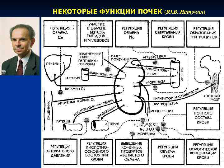 НЕКОТОРЫЕ ФУНКЦИИ ПОЧЕК (Ю. В. Наточин) 