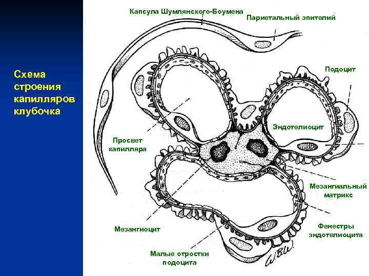 Капсула Шумлянского-Боумена Париетальный эпителий Подоцит Схема строения капилляров клубочка Эндотелиоцит Просвет капилляра Мезангиальный матрикс
