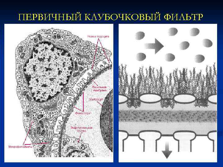 ПЕРВИЧНЫЙ КЛУБОЧКОВЫЙ ФИЛЬТР 