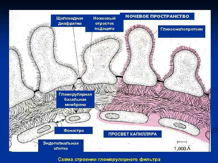 Фильтрационная мембрана почки схема