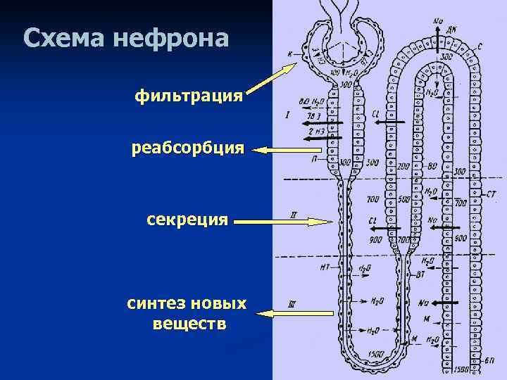 Схема нефрона физиология