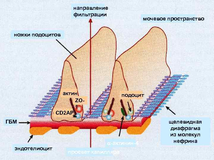 направление фильтрации мочевое пространство ножки подоцитов актин ZO 1 CD 2 AP подоцит ГБМ
