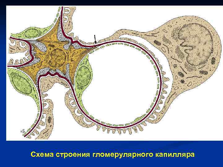 Схема строения гломерулярного капилляра 