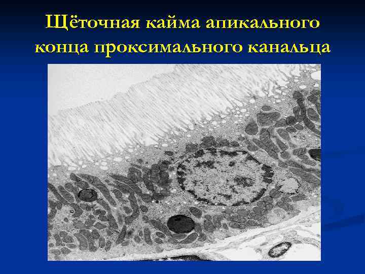 Щёточная кайма апикального конца проксимального канальца 