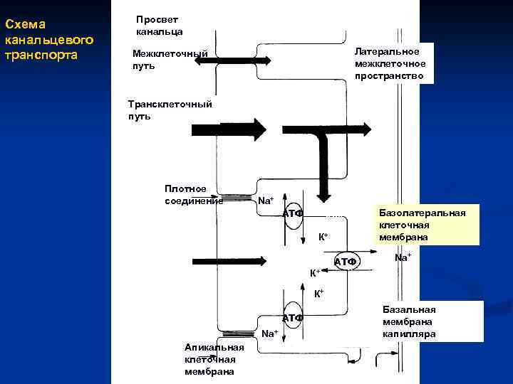 Схема канальцевых процессов