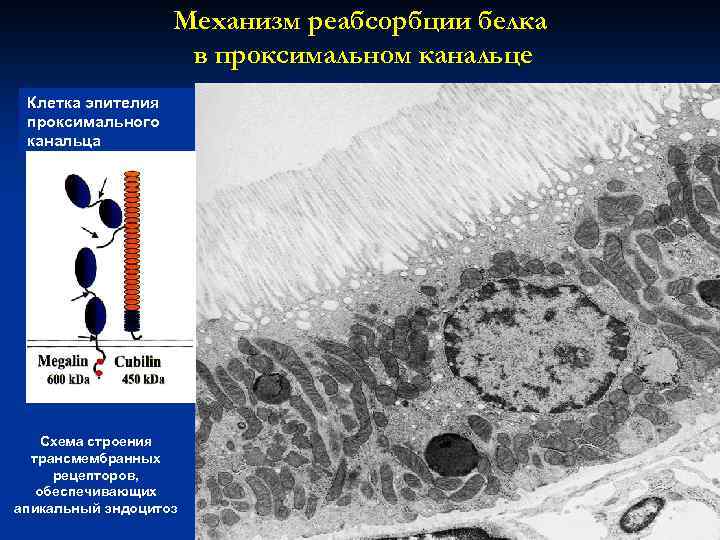 Механизм реабсорбции белка в проксимальном канальце Клетка эпителия проксимального канальца Схема строения трансмембранных рецепторов,