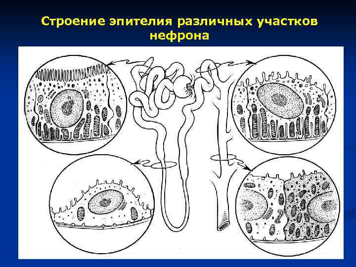 Строение эпителия различных участков нефрона 