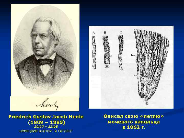Friedrich Gustav Jacob Henle (1809 – 1885) 19. 07 – 13. 05 немецкий анатом