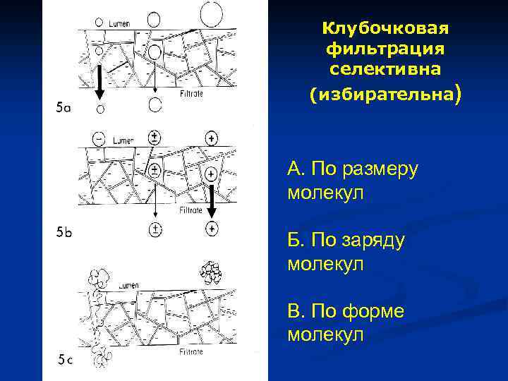 Клубочковая фильтрация селективна (избирательна) А. По размеру молекул Б. По заряду молекул В. По