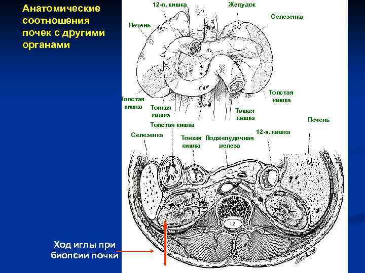 В состав какого органа входит изображенное на рисунке анатомическое образование