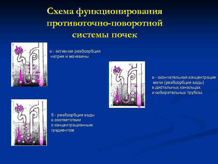 Физиология почки презентация