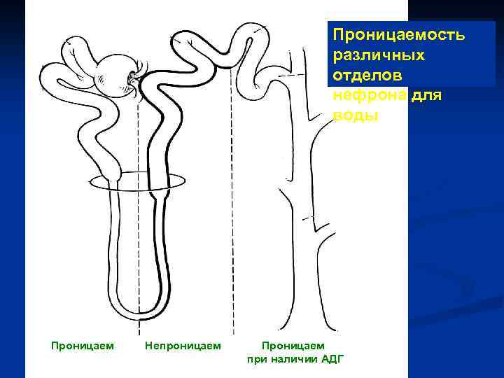 Проницаемость различных отделов нефрона для воды Проницаем Непроницаем Проницаем при наличии АДГ 