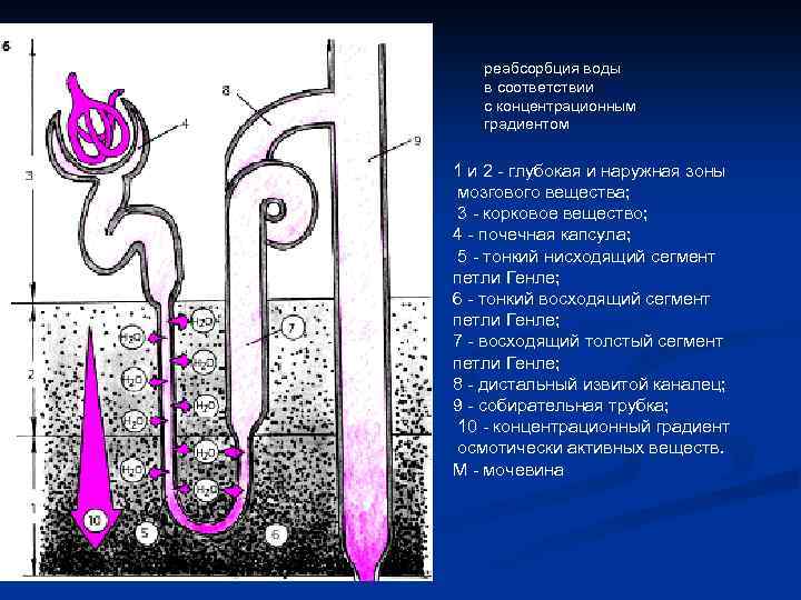 реабсорбция воды в соответствии с концентрационным градиентом 1 и 2 - глубокая и наружная