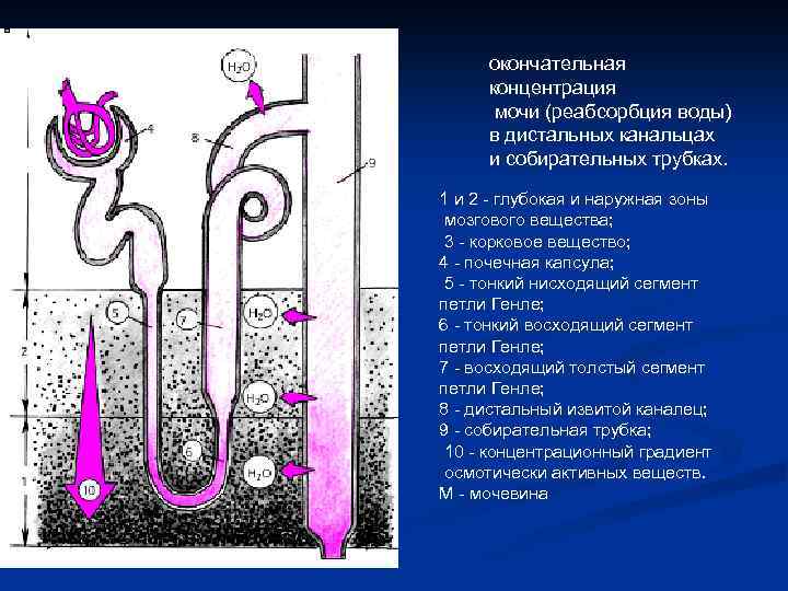 окончательная концентрация мочи (реабсорбция воды) в дистальных канальцах и собирательных трубках. 1 и 2
