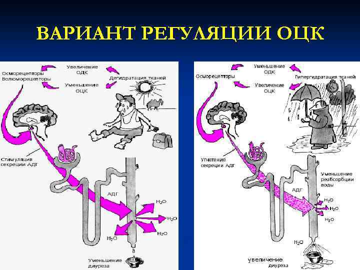 Регуляция деятельности почек презентация