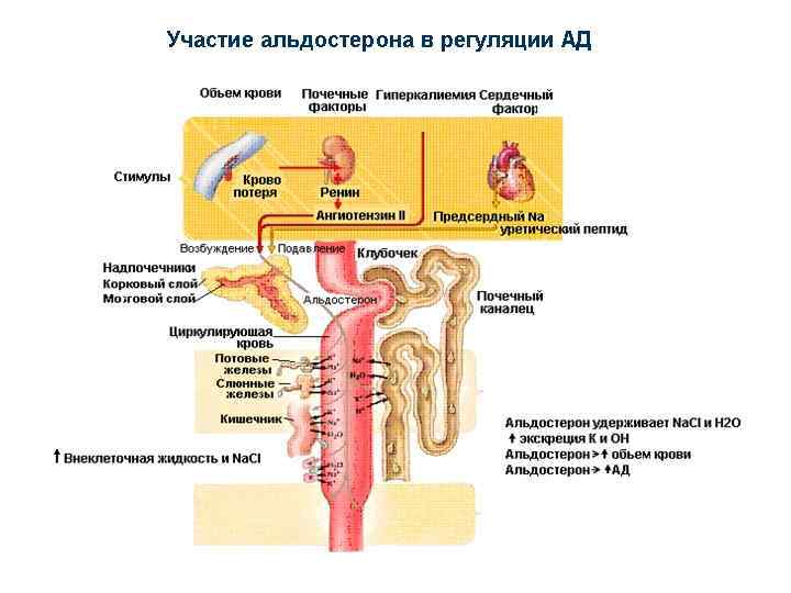 Физиология почки презентация