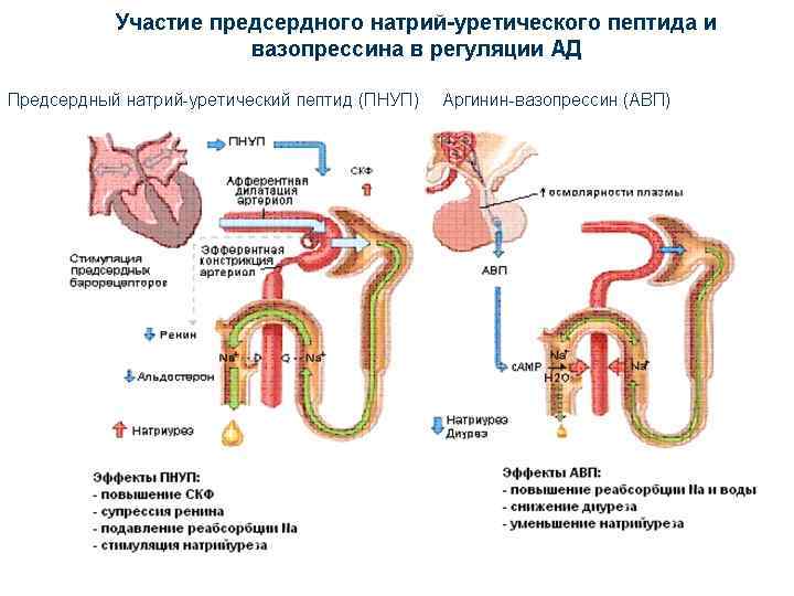 Физиология почки презентация