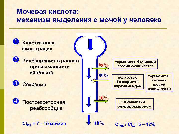 Фильтрация реабсорбция секреция в почках