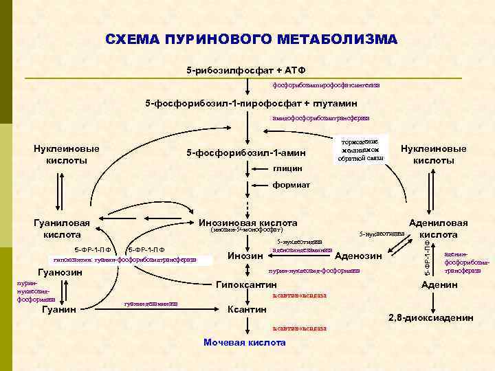 СХЕМА ПУРИНОВОГО МЕТАБОЛИЗМА 5 -рибозилфосфат + АТФ фосфорибозилпирофосфатсинтетаза 5 -фосфорибозил-1 -пирофосфат + глутамин амидофосфорибозилтрансфераза