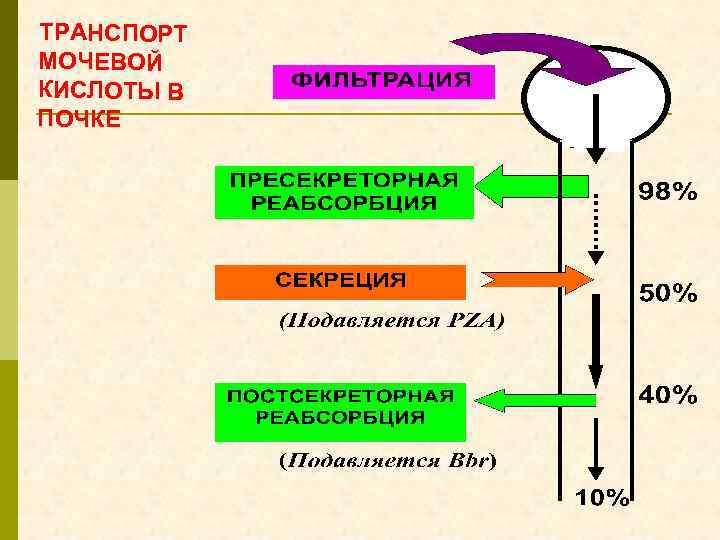 ТРАНСПОРТ МОЧЕВОЙ КИСЛОТЫ В ПОЧКЕ 