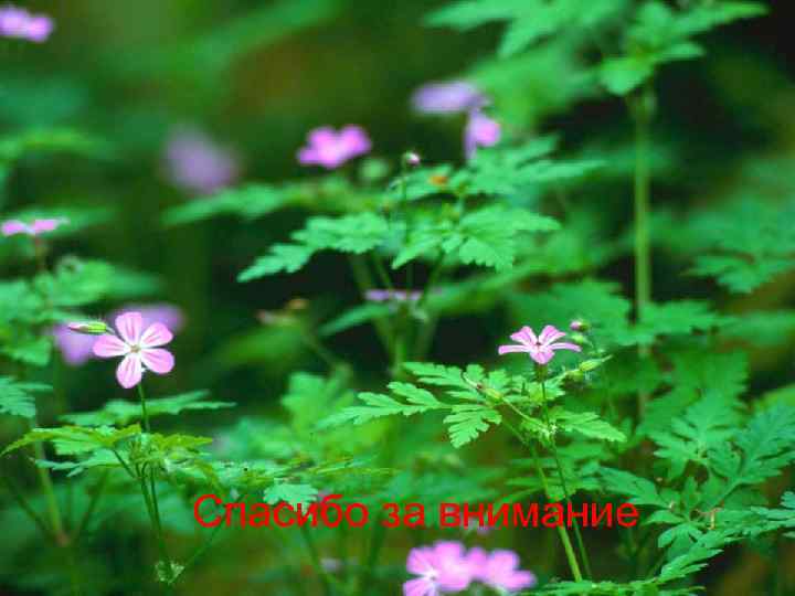 Гормональный гемостаз n n n Эстрадиол внутрь 2 мг 2 р/с до остановки кровотечения,