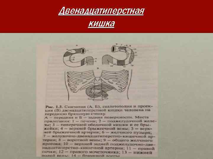 Двенадцатиперстная кишка 