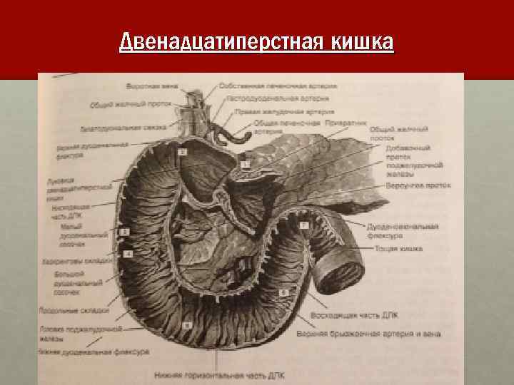 12 перстная кишка фото