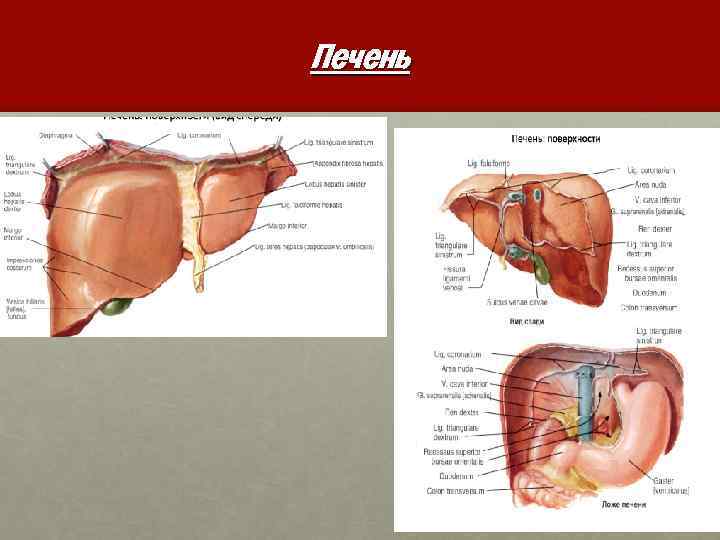 Печень 