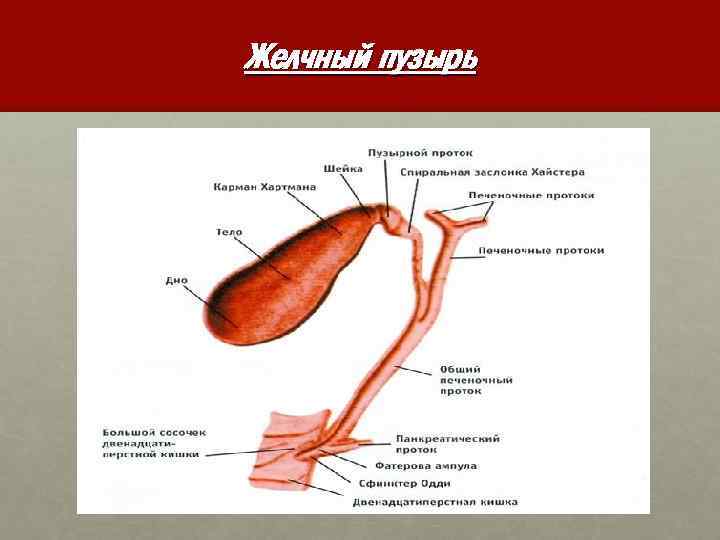 Желчный пузырь 