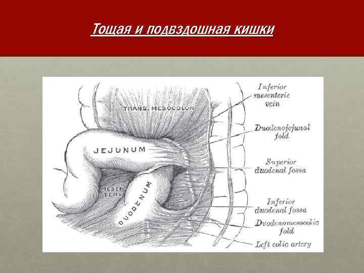 Тощая и подвздошная кишки 