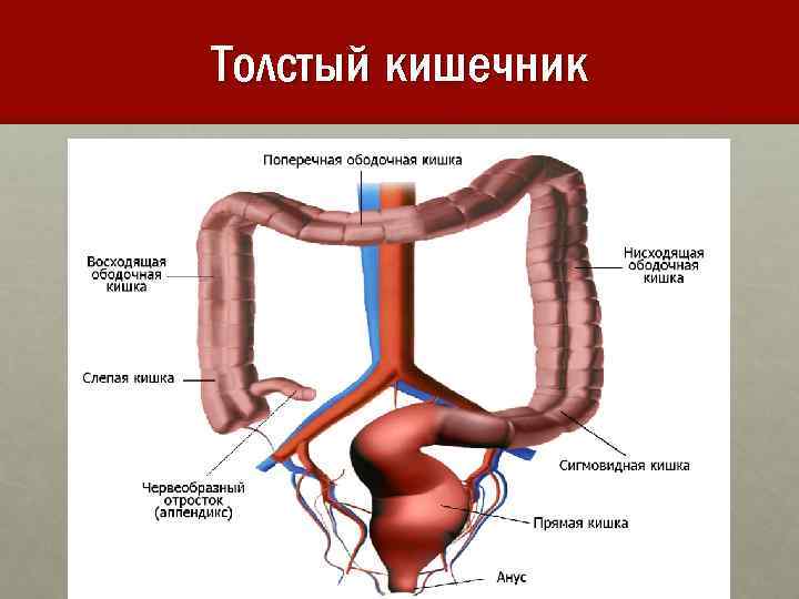 Толстый кишечник 