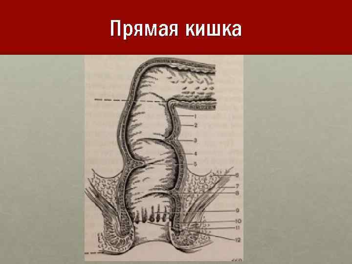 Строение прямой. Прямая кишка анатомия и физиология. Прямая кишка животных анатомия. Строение стенки прямой кишки анатомия.