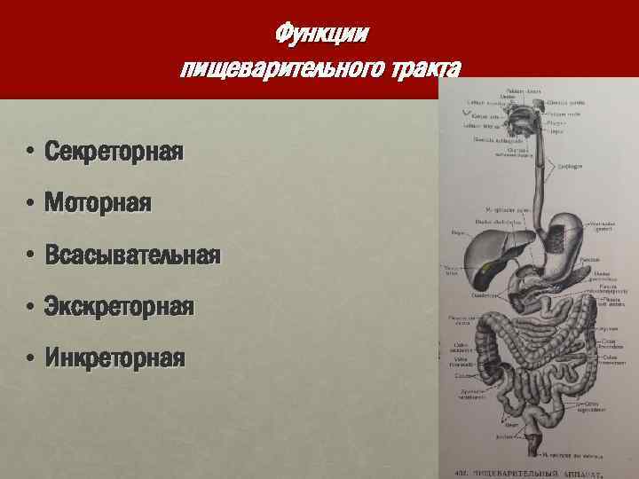 Функции пищеварительного тракта • Секреторная • Моторная • Всасывательная • Экскреторная • Инкреторная 