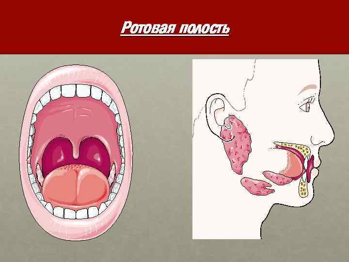 Ротовая полость 