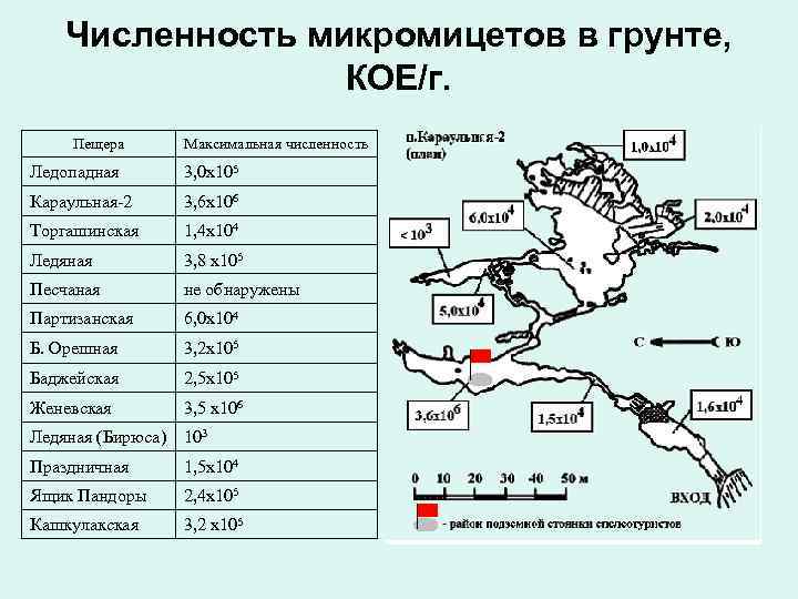 Численность микромицетов в грунте, КОЕ/г. Пещера Максимальная численность Ледопадная 3, 0 х105 Караульная-2 3,