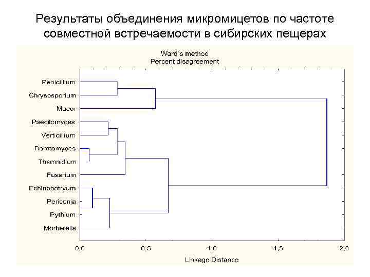 Результаты объединения микромицетов по частоте совместной встречаемости в сибирских пещерах 