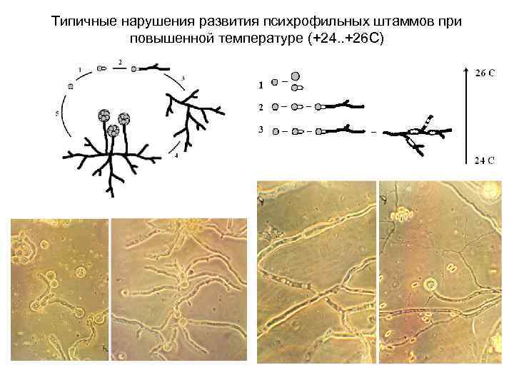 Типичные нарушения развития психрофильных штаммов при повышенной температуре (+24. . +26 С) 