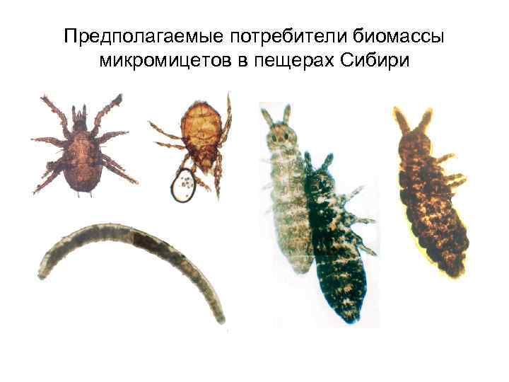 Предполагаемые потребители биомассы микромицетов в пещерах Сибири 