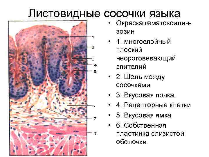 Листовидные сосочки языка • Окраска гематоксилинэозин • 1. многослойный плоский неороговевающий эпителий • 2.