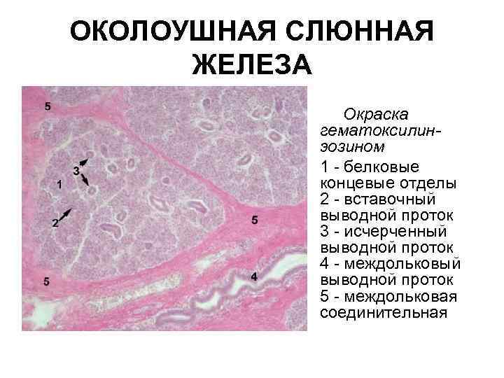 ОКОЛОУШНАЯ СЛЮННАЯ ЖЕЛЕЗА • Окраска гематоксилинэозином • 1 - белковые концевые отделы 2 -