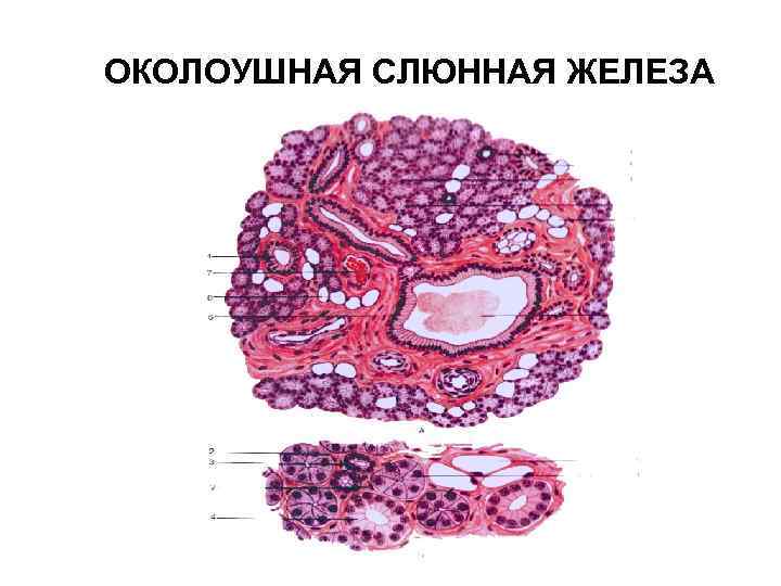 ОКОЛОУШНАЯ СЛЮННАЯ ЖЕЛЕЗА 