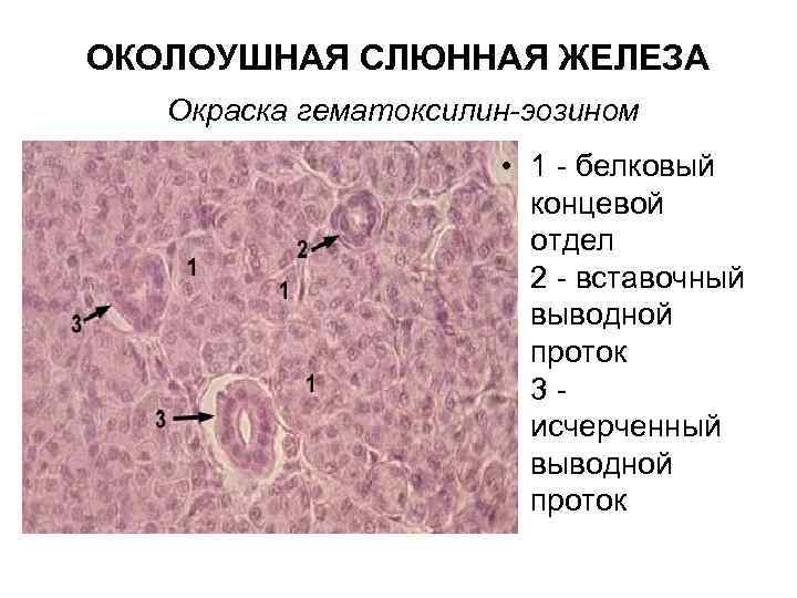 ОКОЛОУШНАЯ СЛЮННАЯ ЖЕЛЕЗА Окраска гематоксилин-эозином • 1 - белковый концевой отдел 2 - вставочный