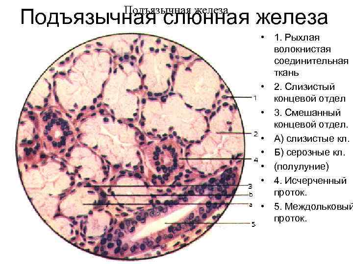 Подъязычная слюнная железа фото