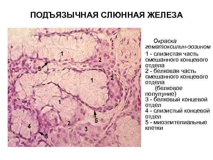 Подъязычная слюнная железа фото