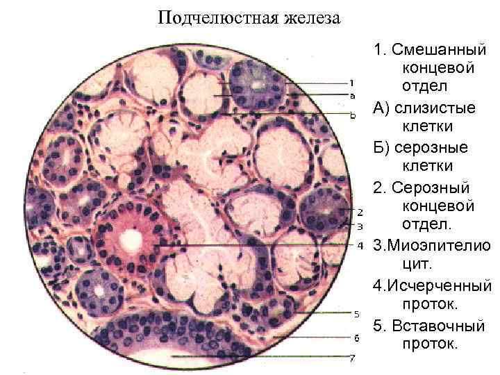 Подчелюстная железа 1. Смешанный концевой отдел А) слизистые клетки Б) серозные клетки 2. Серозный