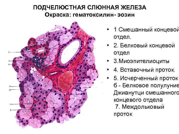 ПОДЧЕЛЮСТНАЯ СЛЮННАЯ ЖЕЛЕЗА Окраска: гематоксилин- эозин • 1 Смешанный концевой отдел. • 2. Белковый