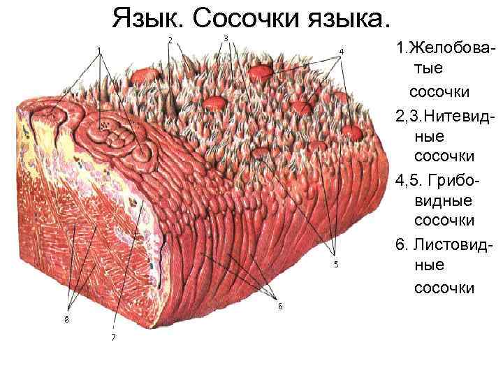 Желобовидный сосочек языка фото