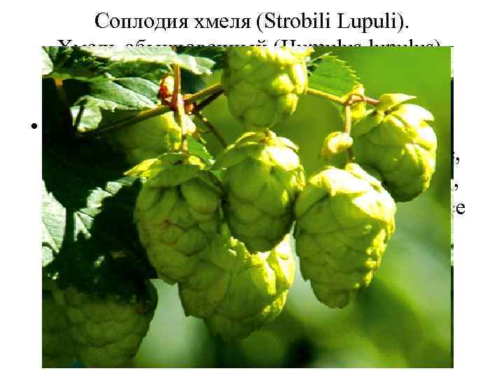 Соплодия хмеля (Strobili Lupuli). Хмель обыкновенный (Humulus lupulus). Коноплевые (Cannabaceae). • Шишки хмеля оказывают