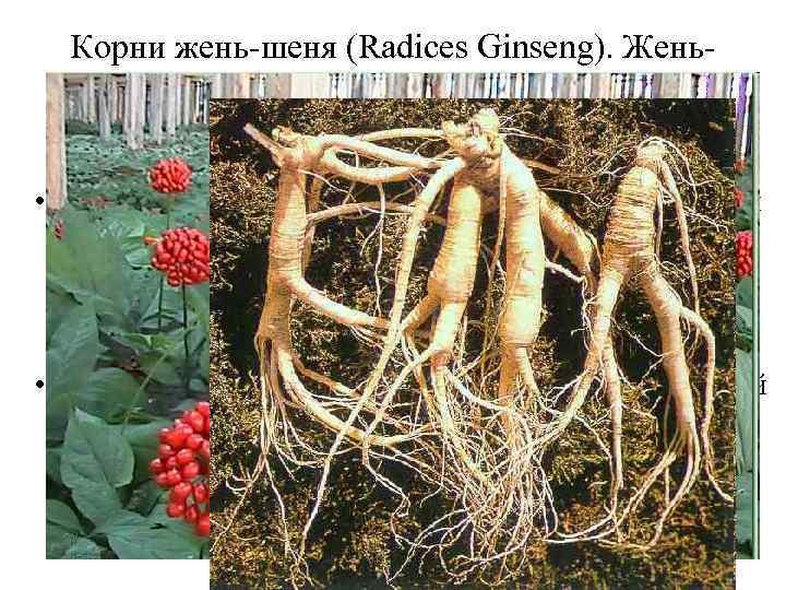 Корни жень-шеня (Radices Ginseng). Женьшень (Panax Ginseng). Аралиевые (Araliaceaea). • Свойства женьшеня объясняются его